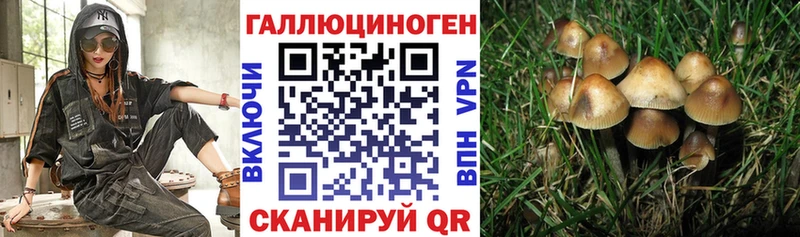 где найти   Рассказово  Галлюциногенные грибы Psilocybine cubensis 